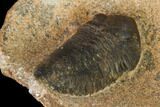 Ordovician Trilobite (Sokhretia?) - Erfoud, Morocco #138107-4